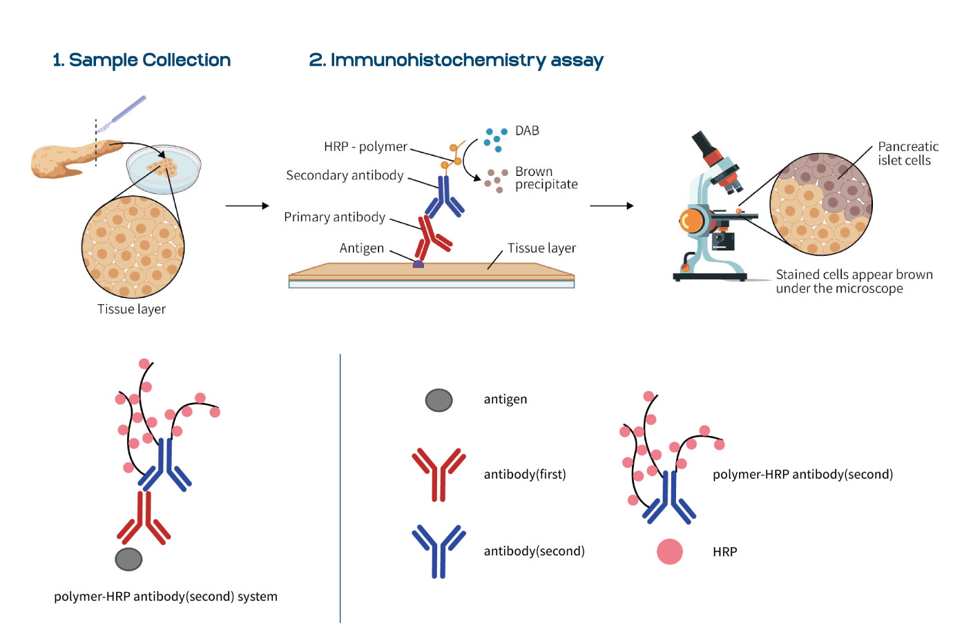 Polymer-HRP IHC Detection System e Kit IHC Rapido in Promo